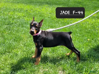 Doberman Pinscher dogs JADE - Ad 27