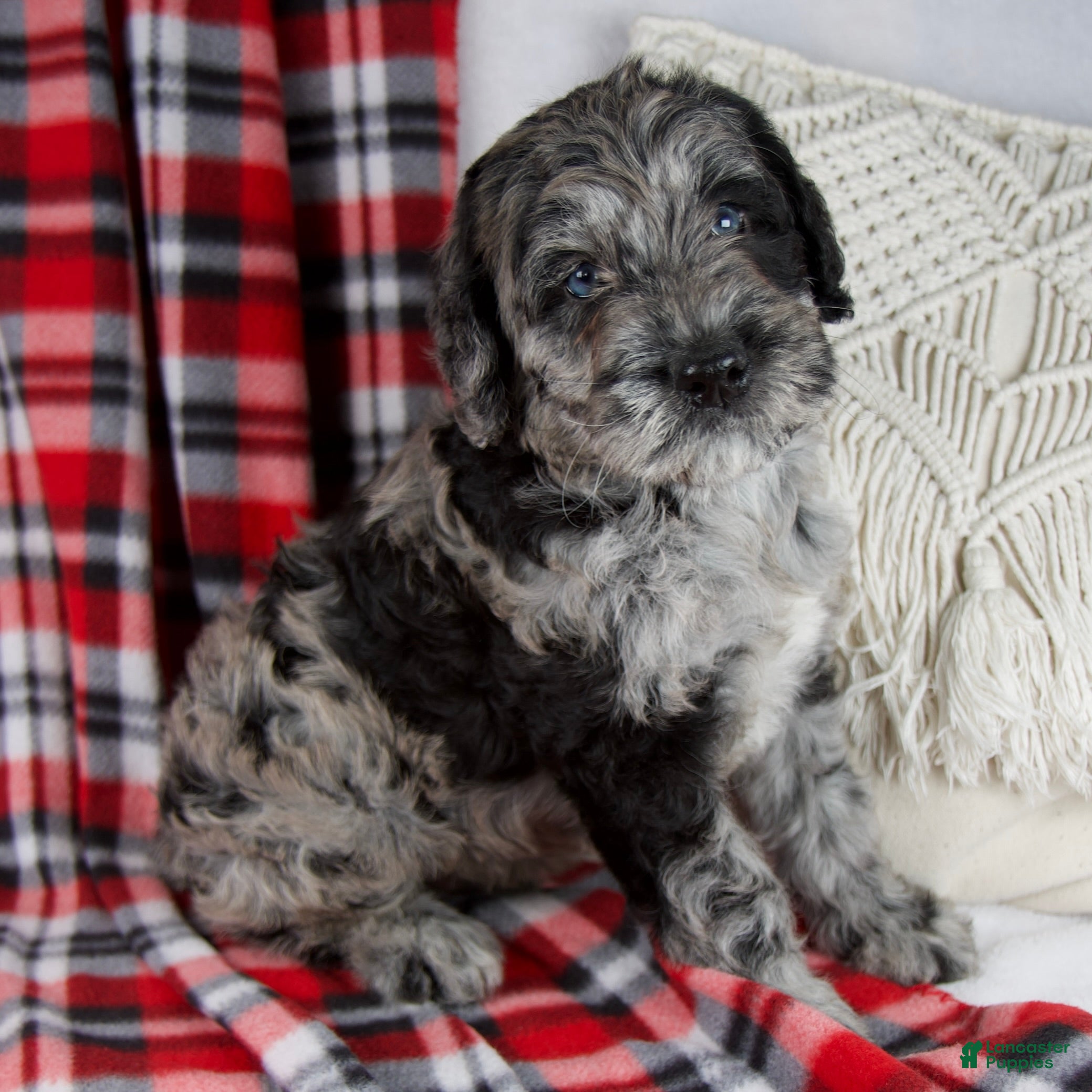 Schnoodle dogs Dwight *Genetic Clear - Ad 2