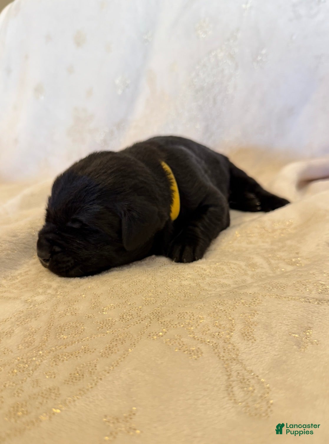 Labrador Retriever dogs Labrador Retriever 5 - Ad 1
