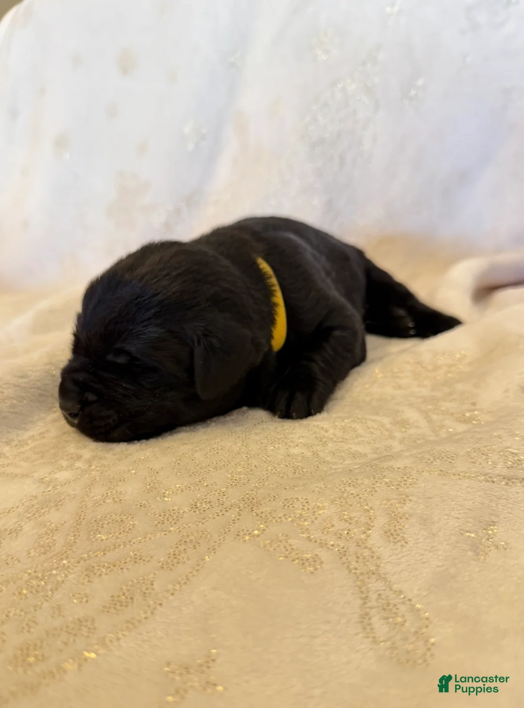Labrador Retriever dogs for sale: Labrador Retriever 5 - Ad 1