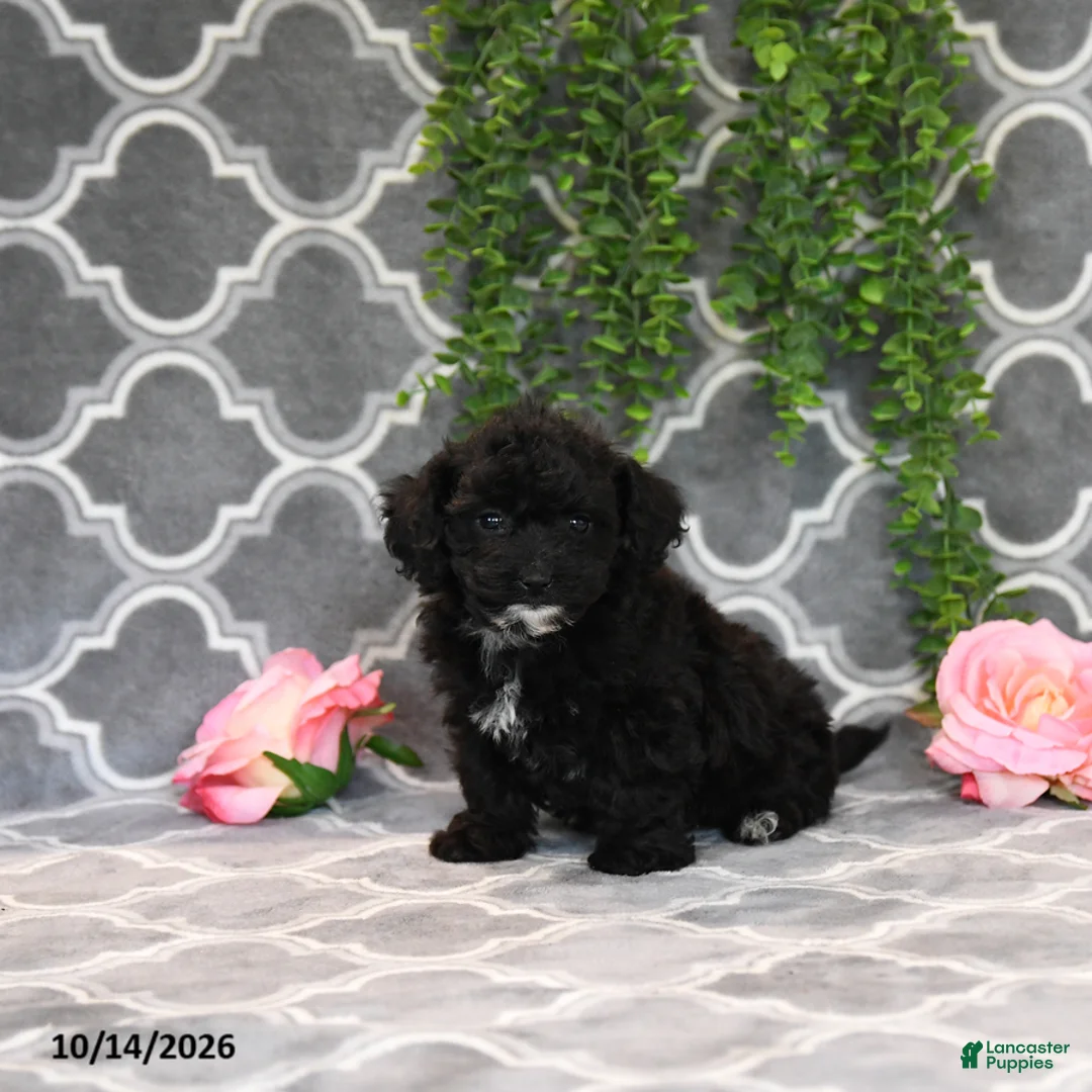 Havapoo dogs for sale: Bill - Ad 1