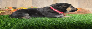 German Shepherd 3