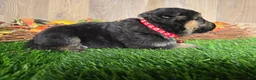 German Shepherd dogs for sale: German Shepherd 3 - Ad 1