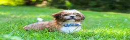 Shih Tzu dogs for sale: Sammy - Ad 7