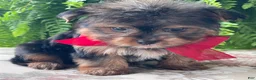Yorkshire Terrier dogs for sale: Fido - Ad 11