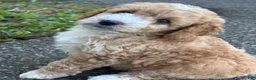 Cockapoo dogs for sale: Snuggles - Ad 1