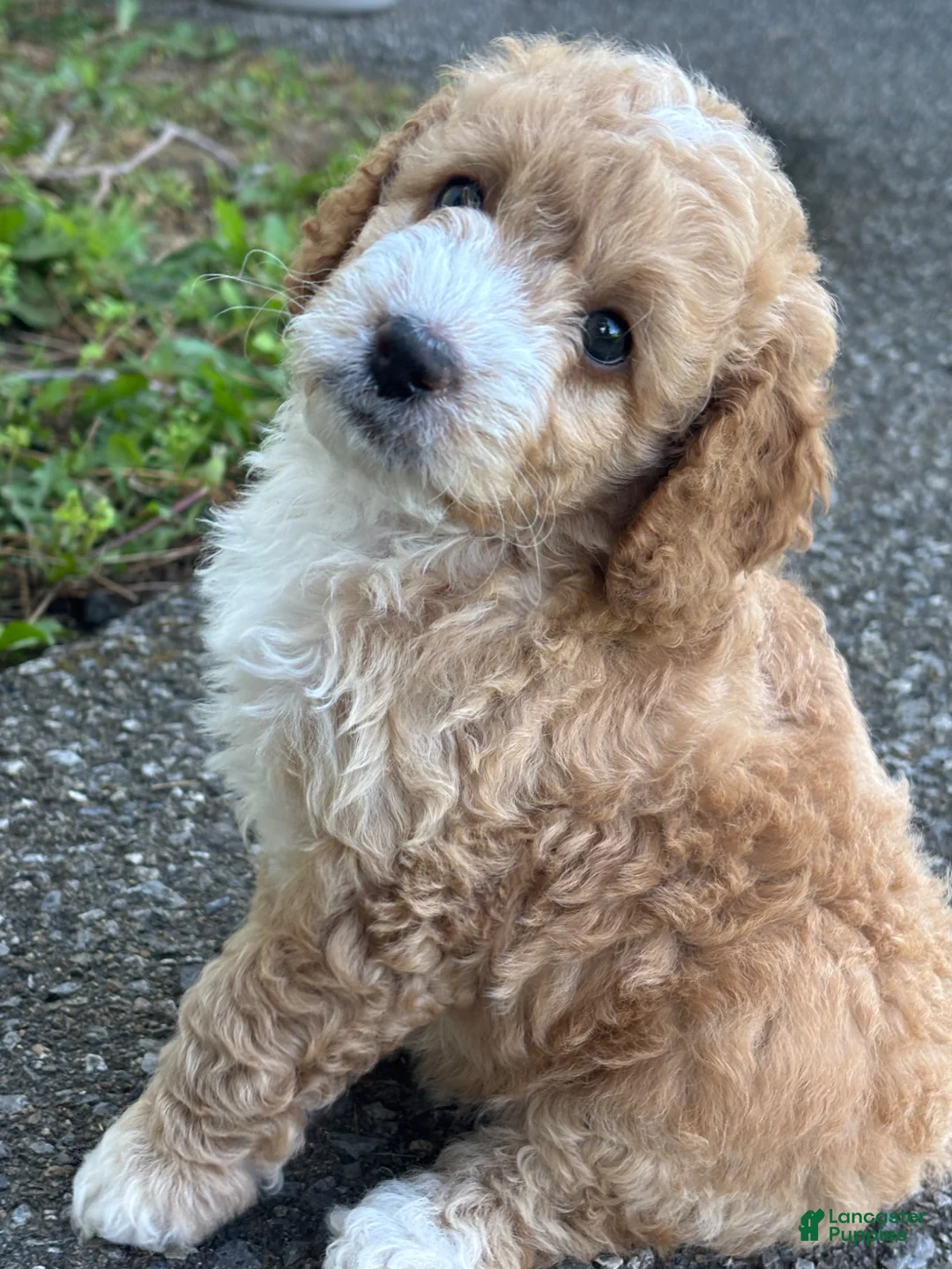 Cockapoo dogs for sale: Snuggles - Ad 1