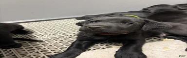 Labrador Retriever Puppy 3