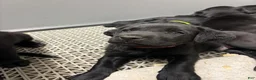 Labrador Retriever dogs for sale: Labrador Retriever Puppy 3 - Ad 1