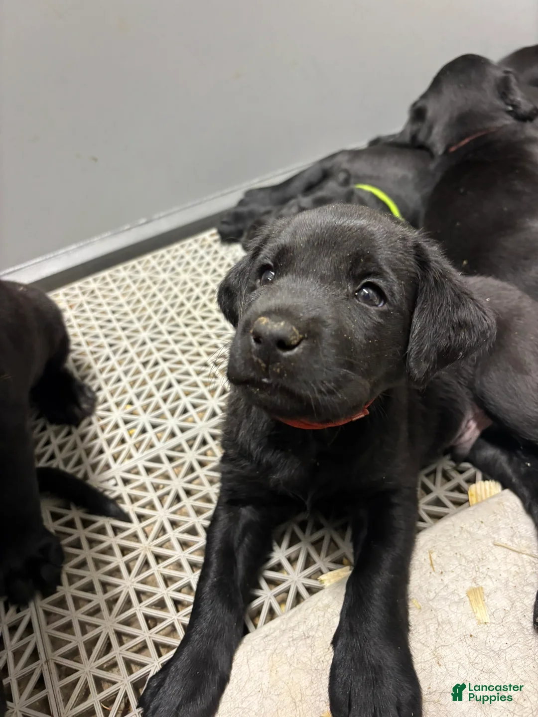 Labrador Retriever dogs for sale: Labrador Retriever Puppy 3 - Ad 1