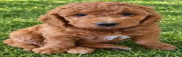 Mini Goldendoodle dogs for sale: Mini Goldendoodle 5 - Ad 5