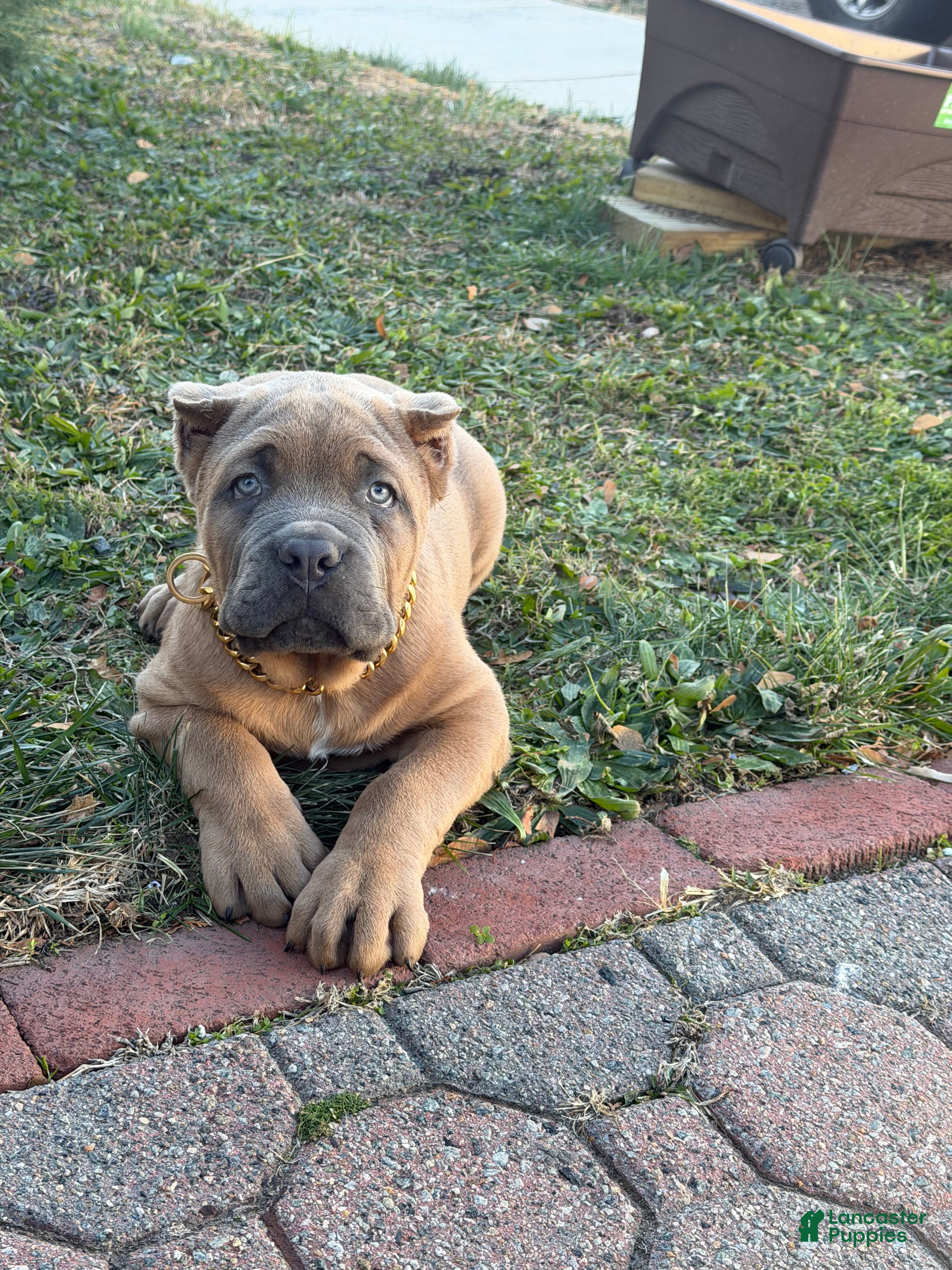 Cane Corso dogs Big boy  - Ad 38
