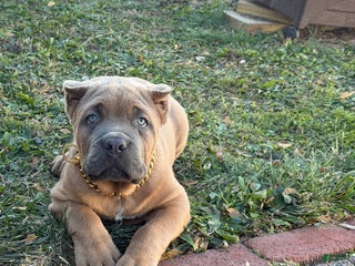 Cane Corso dogs Big boy - Ad 38