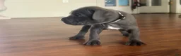 Cane Corso dogs for sale: Cane Corso Puppy 4 - Ad 3