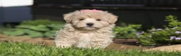 Maltipoo dogs for sale: Cinnamon - Ad 8
