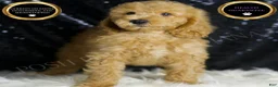 Mini Goldendoodle dogs for sale: Oxford - Ad 1