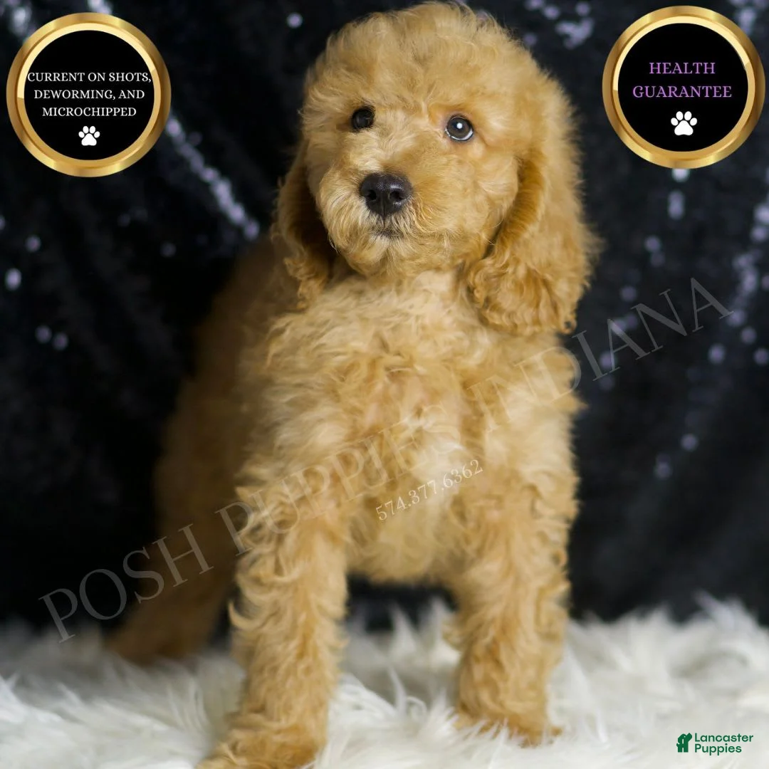 Mini Goldendoodle dogs for sale: Oxford - Ad 1