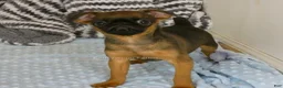 Brussels Griffon dogs for sale: Otis - Ad 11