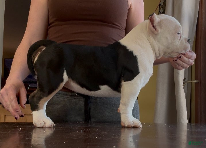 American Bully dogs Micro Girl  - Ad 1