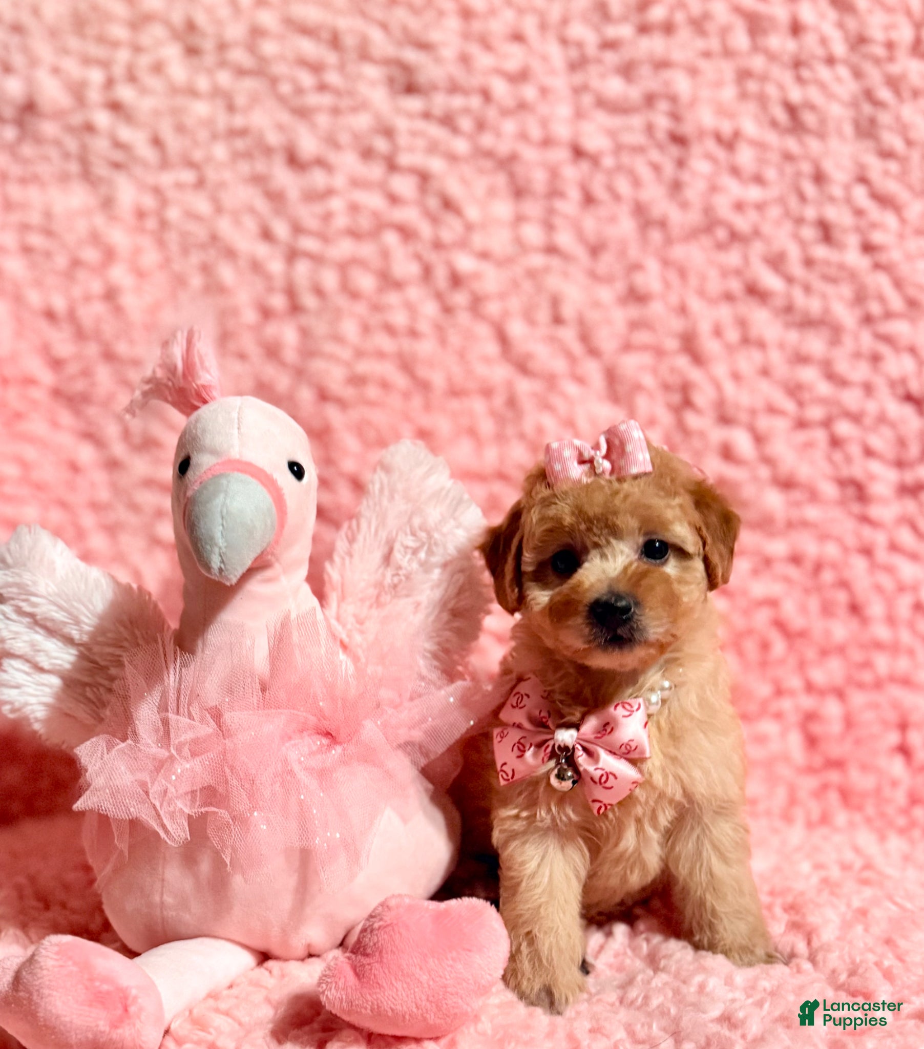 Toy Poodle dogs for sale: Precious female Poodle - Ad 6