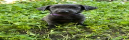 Mixed Breed dogs for sale: Purple  - Ad 3
