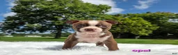 Boston Terrier dogs for sale: Opal - Ad 4