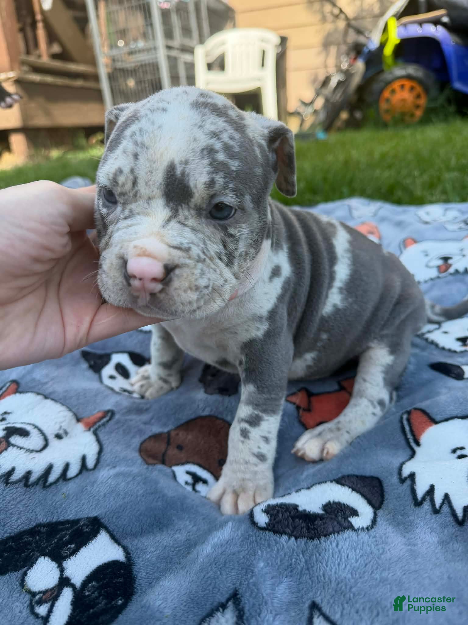 American Bully dogs Halo - Ad 2
