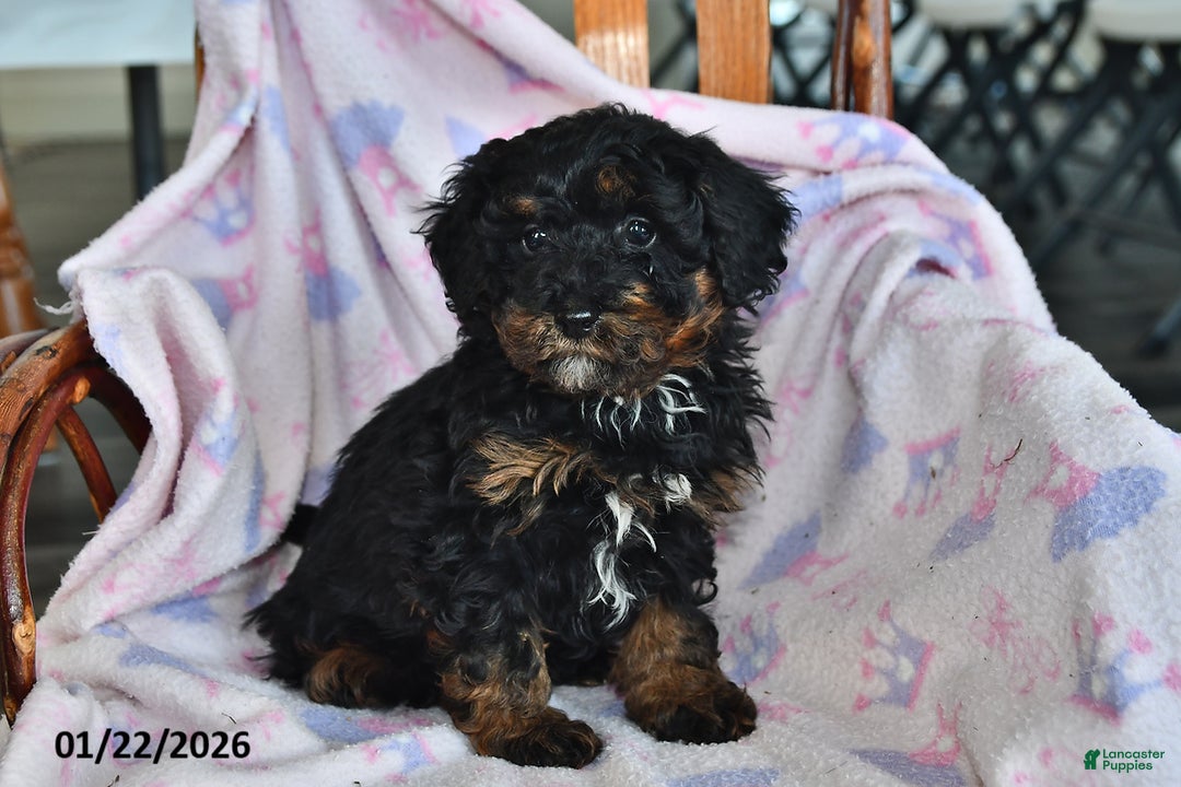 Miniature Poodle dogs for sale: Otis - Ad 3