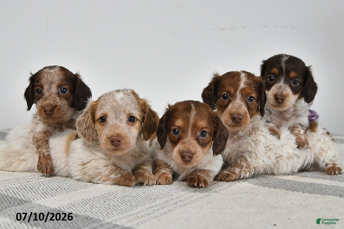 Miniature Dachshund dogs Bradly - Ad 2