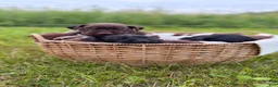 German Shorthaired Pointer dogs for sale: Fields  - Ad 7