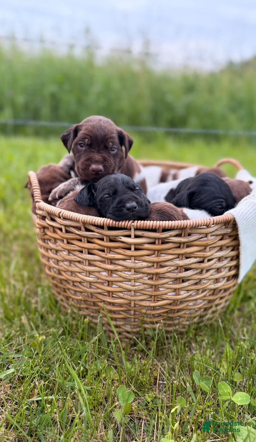 German Shorthaired Pointer dogs for sale: Fields  - Ad 7