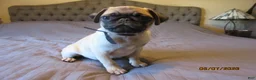 Pug dogs for sale: Tucker - Ad 1