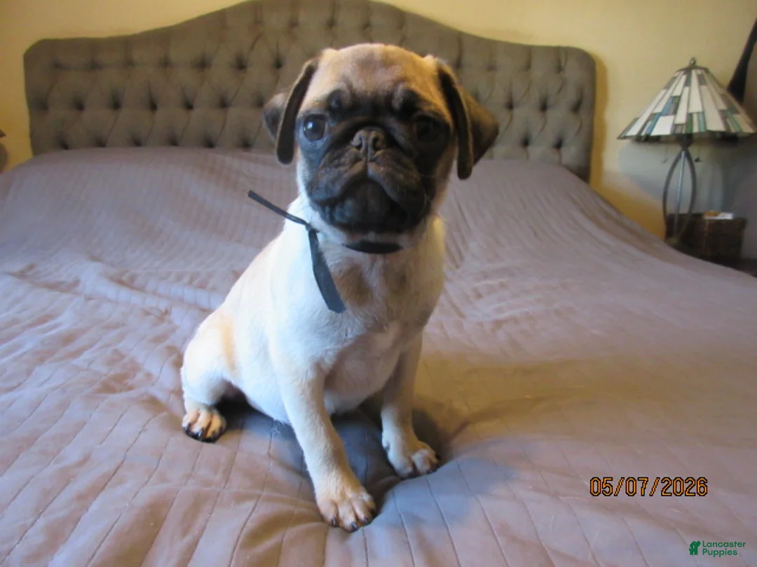 Pug dogs for sale: Tucker - Ad 1