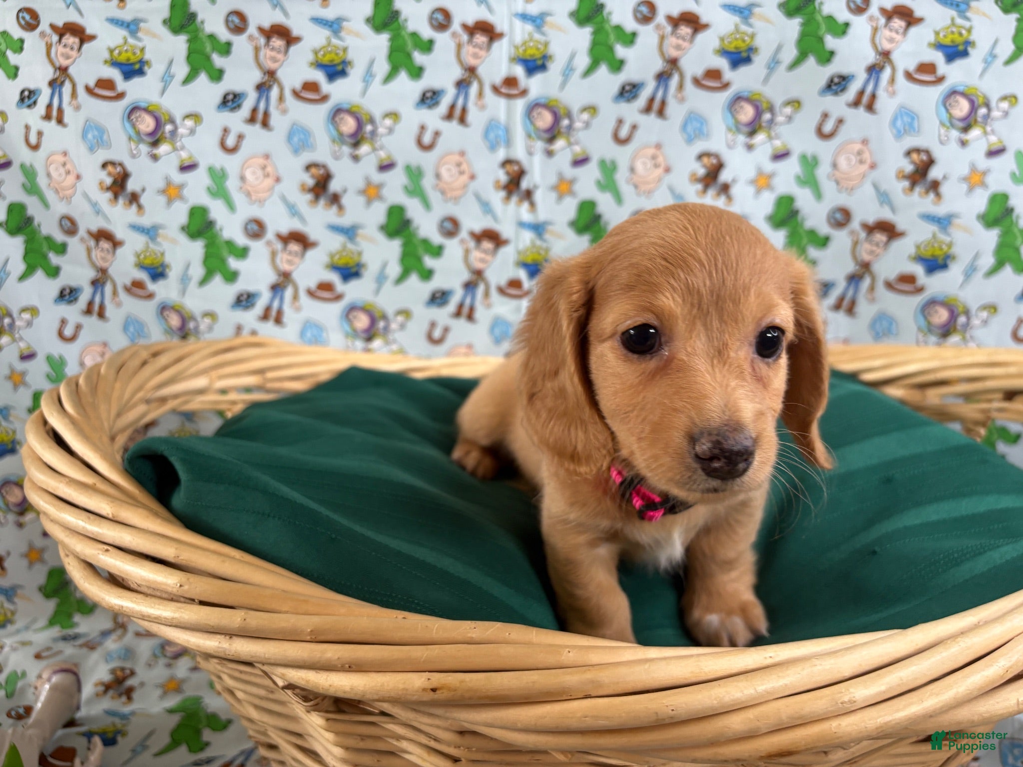 Miniature Dachshund dogs Jesse - Ad 4