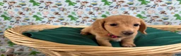 Miniature Dachshund dogs for sale: Jesse - Ad 1