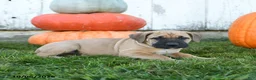 Cane Corso dogs for sale: Meatloaf - Ad 5