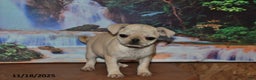 Pug dogs for sale: Rosie - Ad 5