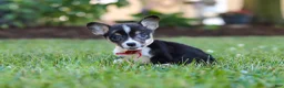 Welsh Corgi Pembroke dogs for sale: Diamond - Ad 7