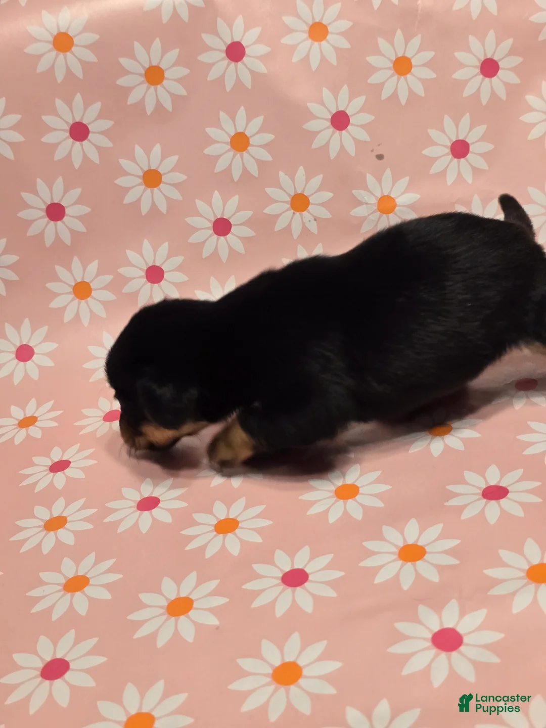 Miniature Dachshund dogs for sale: Coco - Ad 3