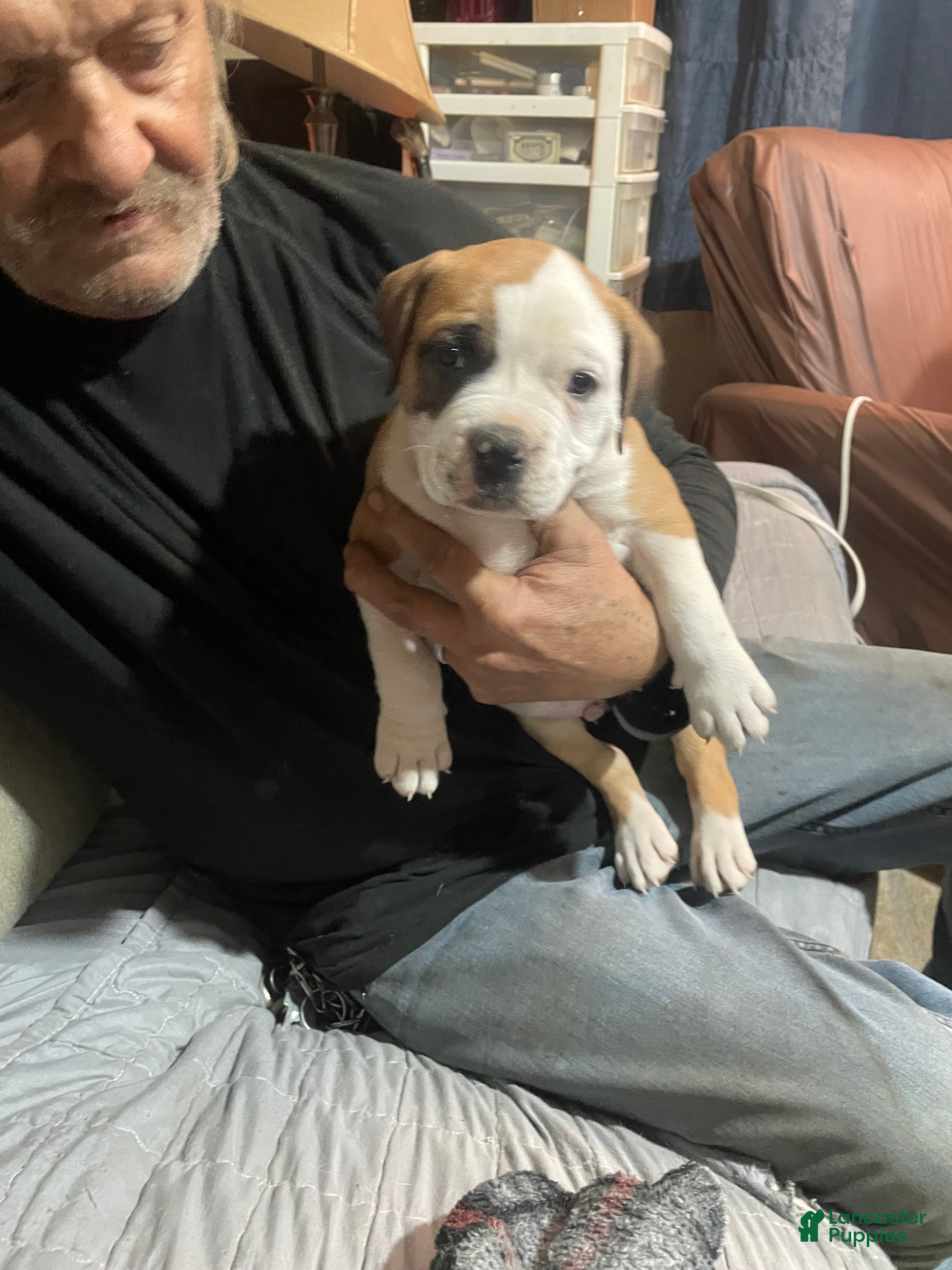 American Bully dogs Male #2 - Ad 1