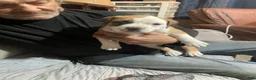 American Bully dogs for sale: Male #2 - Ad 1