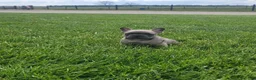 French Bulldog dogs for sale: Boston, puppy 2 - Ad 3