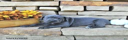 Cane Corso dogs for sale: Jazz - Ad 5