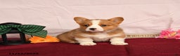 Welsh Corgi Pembroke dogs for sale: Oliver - Ad 4
