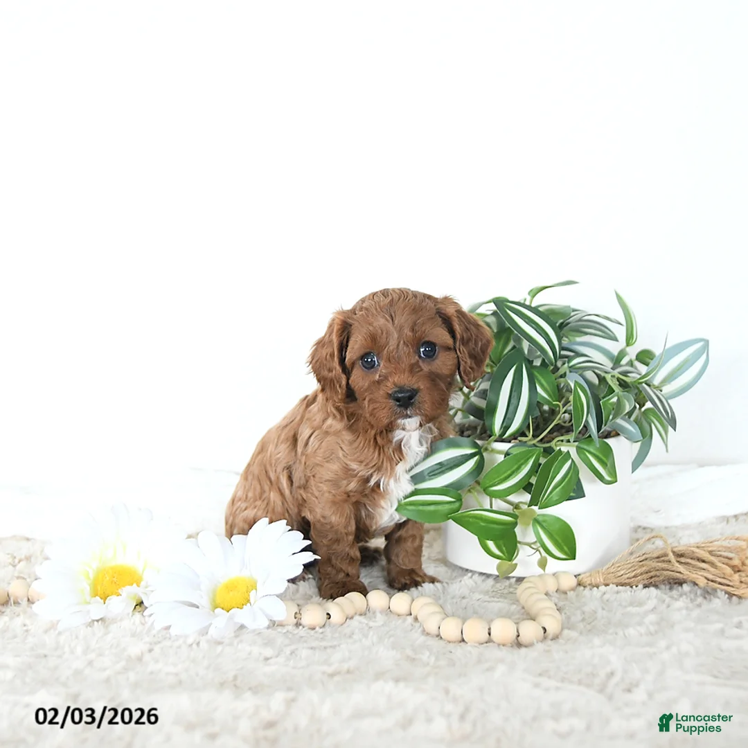 Cavapoo dogs for sale: Toby EXTRA SMALL - Ad 5