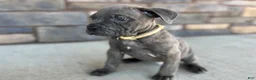 Cane Corso dogs for sale: Stan - Ad 5