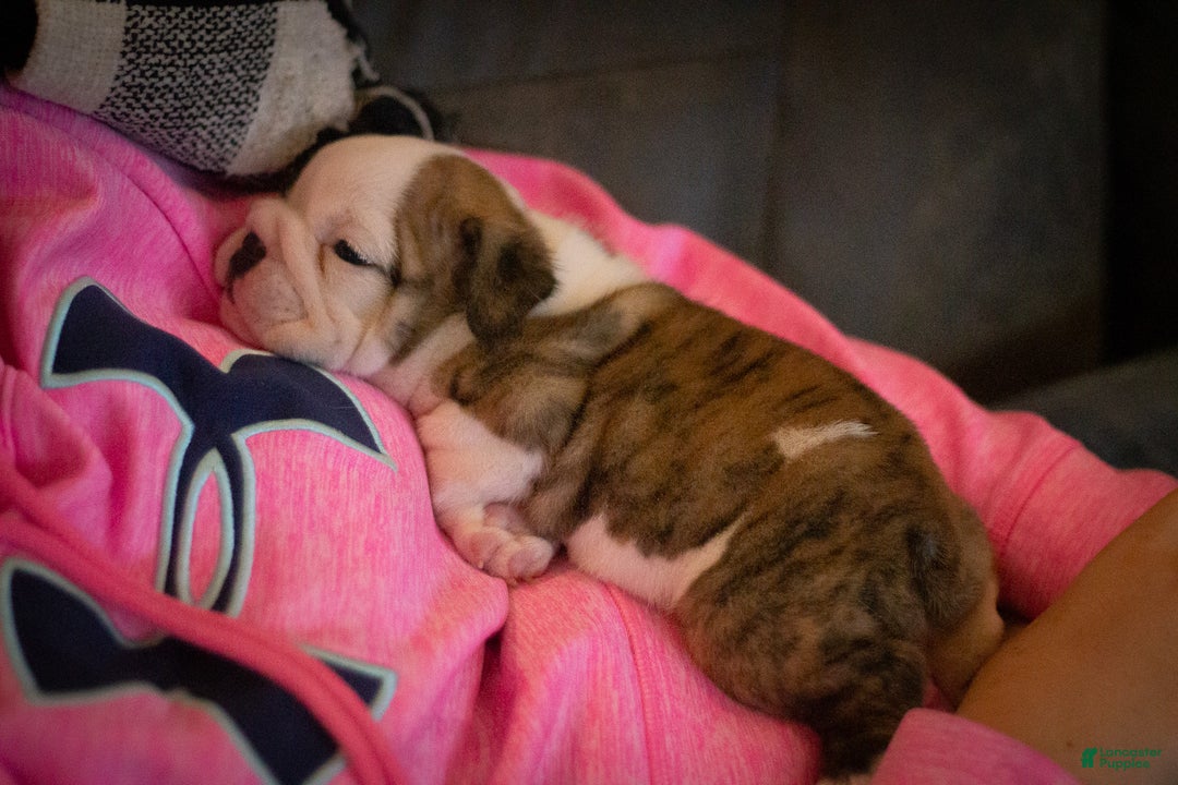 English Bulldog dogs for sale: Charlie  - Ad 12