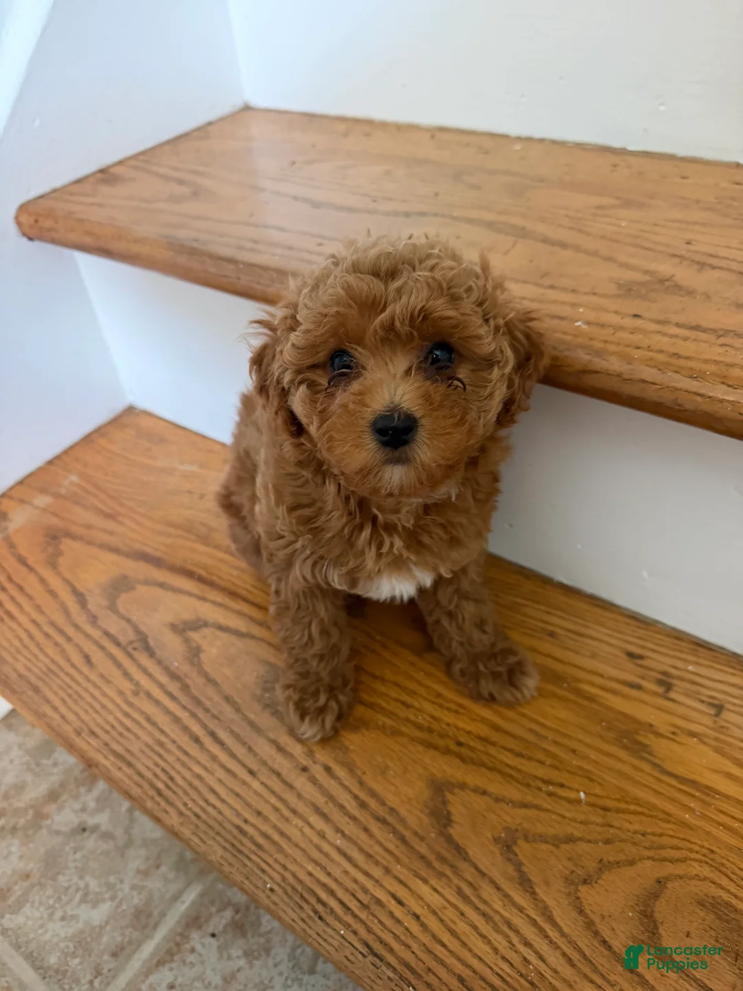 Maltipoo dogs for sale: Maltipoo 5 - Ad 2