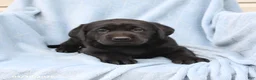 Labrador Retriever dogs for sale: Shadow - Ad 2
