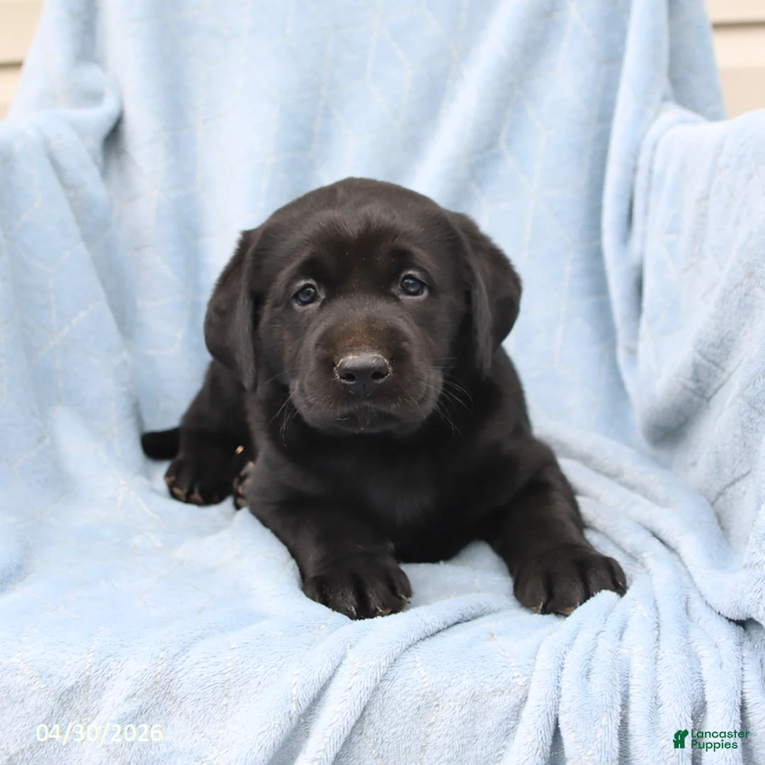 Labrador Retriever dogs for sale: Shadow - Ad 2